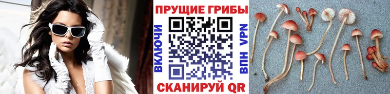 Галлюциногенные грибы ЛСД  Купить  Свободный 